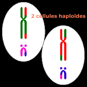 meiose2.gif (76431 octets)