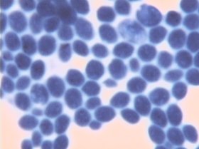 lev2
.jpg (12537 octets)