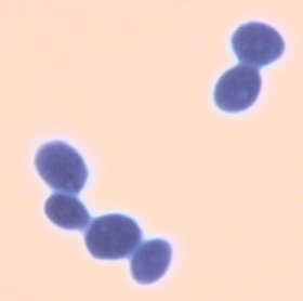 lev
1.jpg (5367 octets)