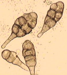 pollen.jpg (13308 octets)
