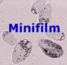 stylo.jpg (9820 octets)