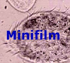 stylo2.jpg (12196 octets)