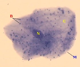 muq3.jpg (8927 octets)