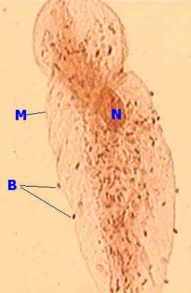 muq7.jpg (21878 octets)