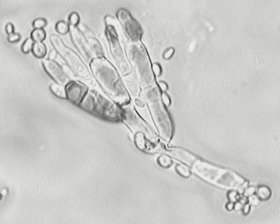 penic0.jpg (10310 octets)