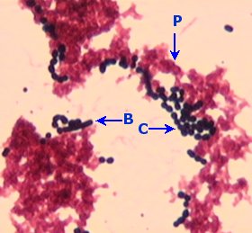 yaourt1.jpg (17125 octets)