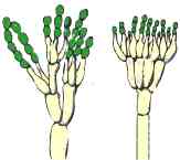 pen.jpg (2345 octets)