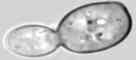 yeast.jpg (1071 octets)